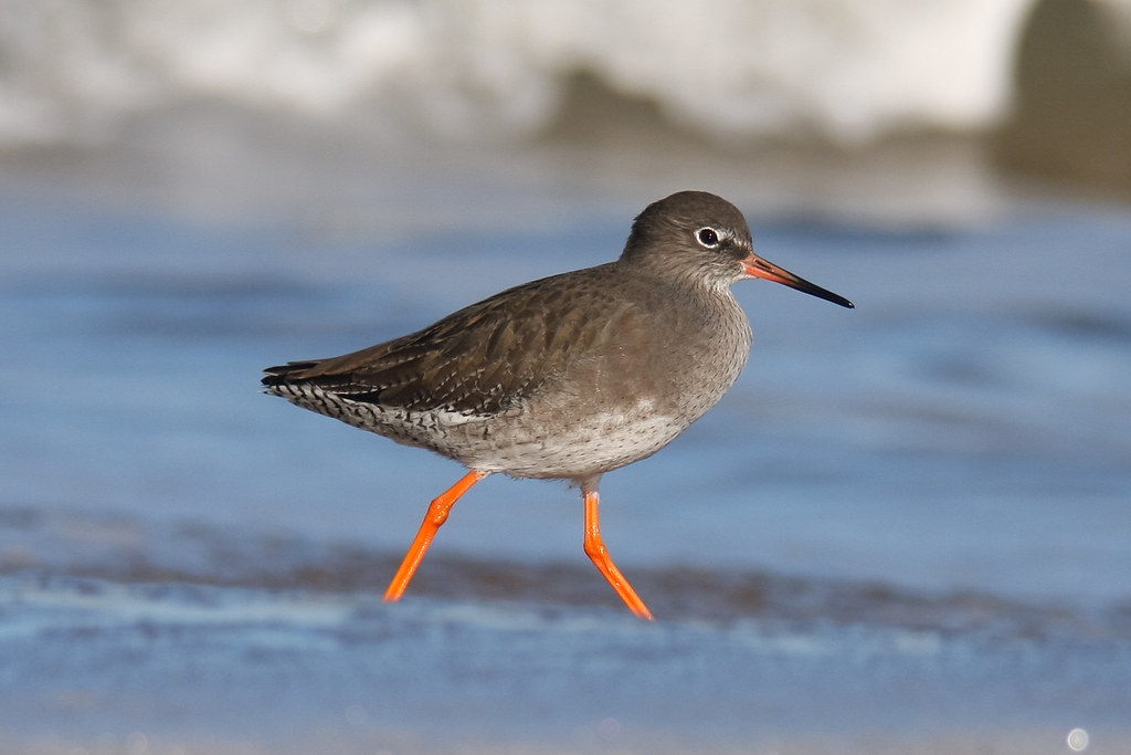 Red Strachan Redshank