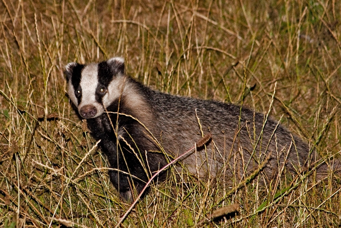 Slugs genetically accurate cats — Midnight (Eurasian badger)