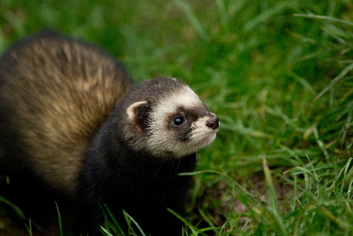 Polecat shop and ferret