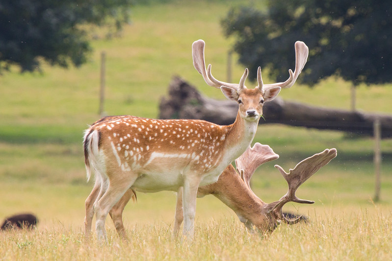 Fallow deer