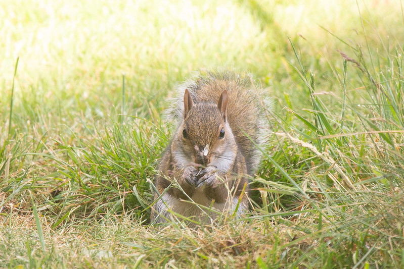 Grey squirrel