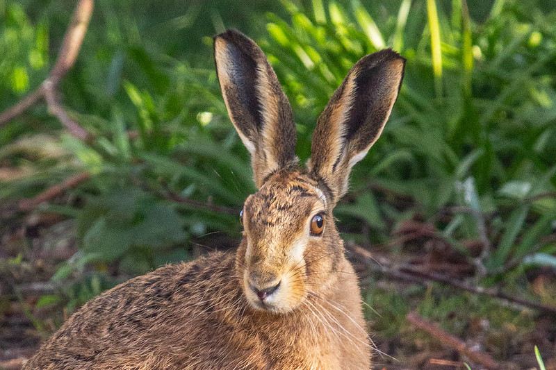 Hare