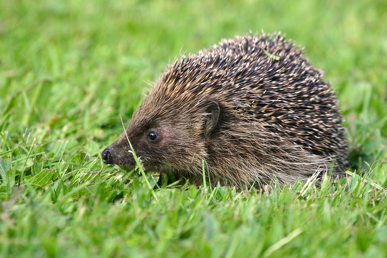 Hedgehog