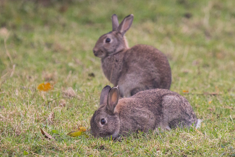 Rabbits