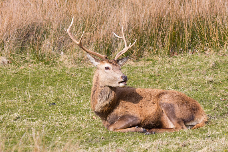 Red deer