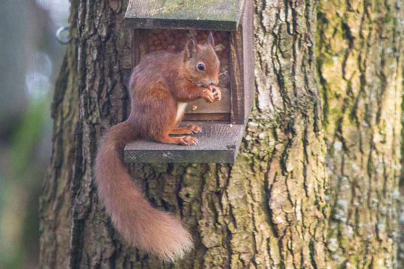 Red squirrel