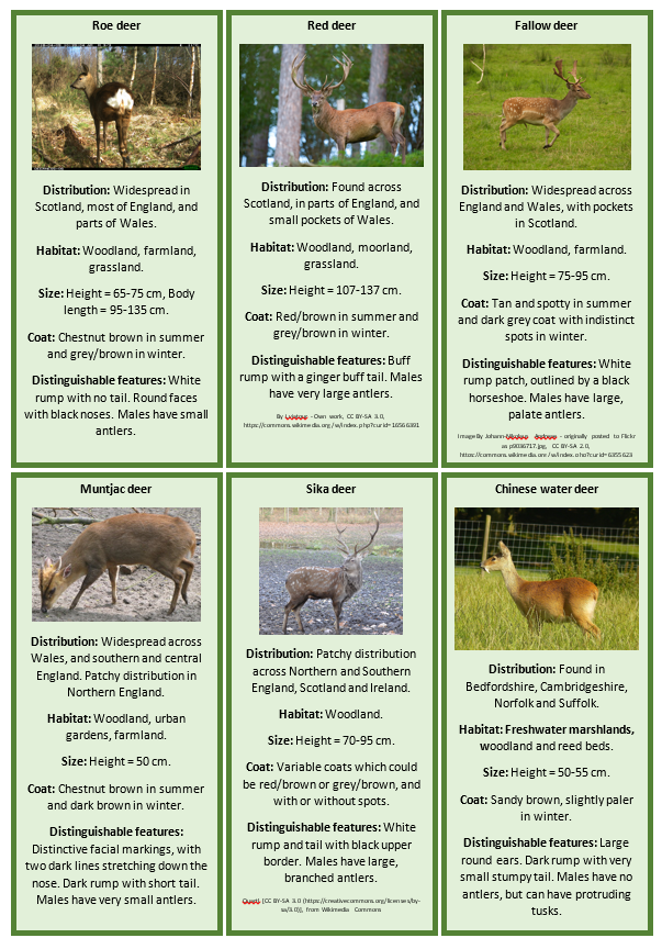 Types Of Deer