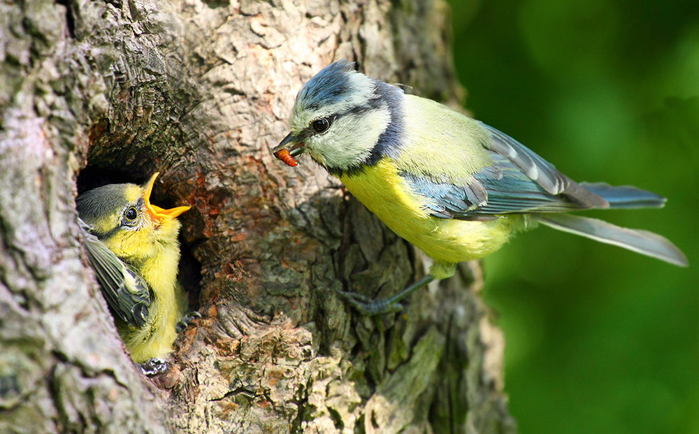 Birds feeding